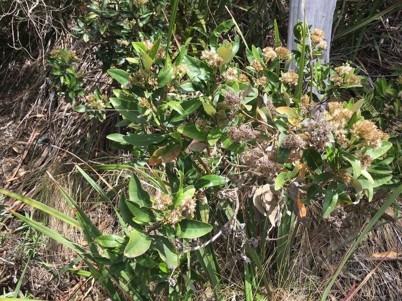 Olearia viscosa, photographed by Miguel de Salas