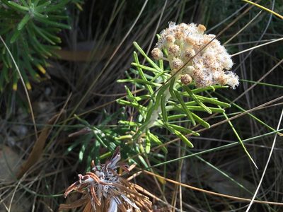 Ozothamnus reticulatus, photographed by Miguel de Salas