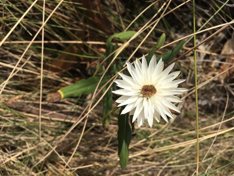 Xerochrysum papillosum, photographed by Miguel de Salas