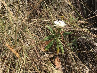 Xerochrysum papillosum, photographed by Miguel de Salas