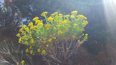 Ericameria parishii, photographed by Amthinkia