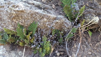 Myriopteris clevelandii, photographed by Amthinkia