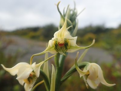 Gavilea araucana, photographed by Nolan Exe