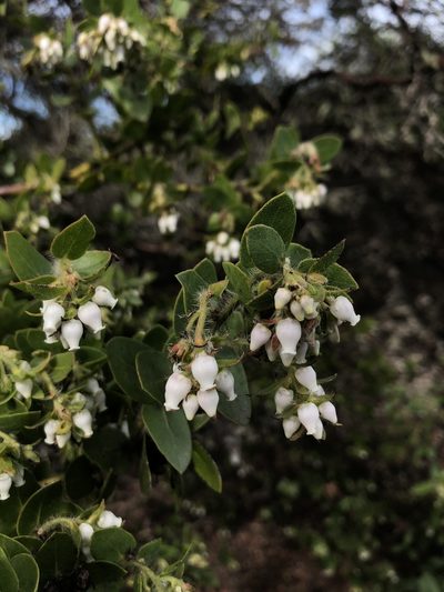 Arctostaphylos purissima, photographed by paulexcoff