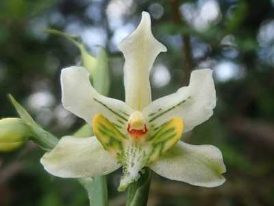 Gavilea araucana, photographed by Nolan Exe