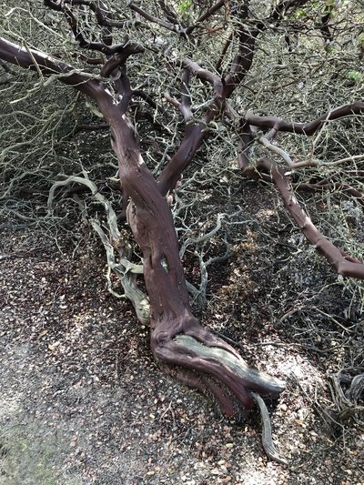 Arctostaphylos purissima, photographed by paulexcoff