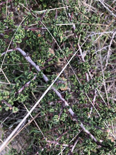 Ceanothus impressus, photographed by paulexcoff