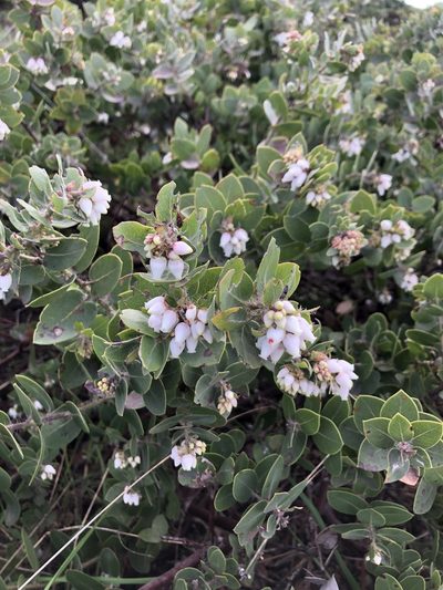 Arctostaphylos purissima, photographed by paulexcoff