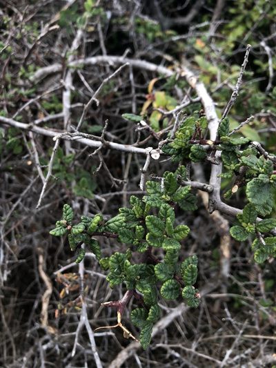 Ceanothus impressus, photographed by paulexcoff