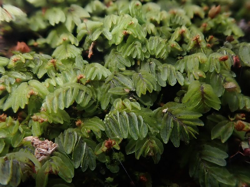 Hymenophyllum caespitosum, photographed by Nolan Exe