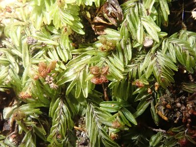 Hymenophyllum caespitosum, photographed by Nolan Exe