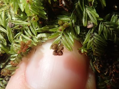 Hymenophyllum caespitosum, photographed by Nolan Exe