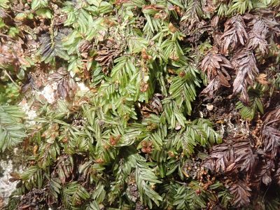 Hymenophyllum caespitosum, photographed by Nolan Exe