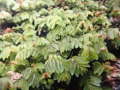 Hymenophyllum caespitosum, photographed by Nolan Exe