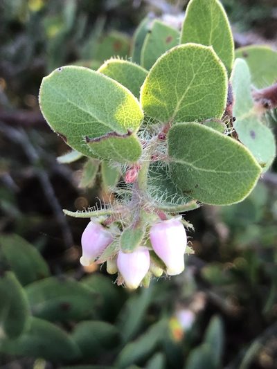 Arctostaphylos purissima, photographed by paulexcoff