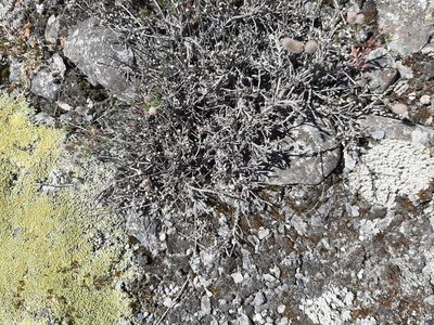 Helichrysum depressum, photographed by Colin Meurk