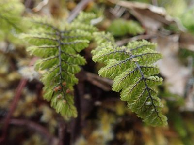 Hymenophyllum dentatum, photographed by Nolan Exe