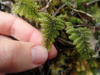 Hymenophyllum dentatum, photographed by Nolan Exe