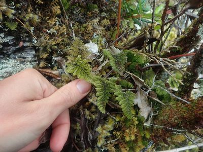 Hymenophyllum dentatum, photographed by Nolan Exe