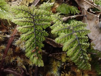 Hymenophyllum dentatum, photographed by Nolan Exe