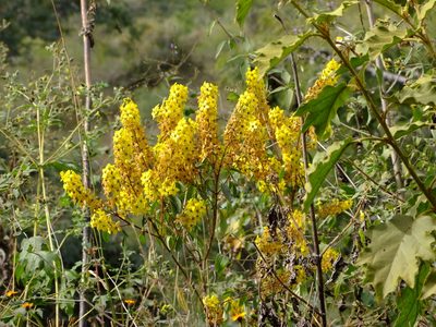 Galphimia glauca, photographed by Fredy