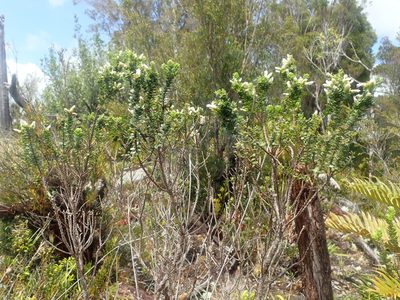 Baccharis patagonica, photographed by Nolan Exe