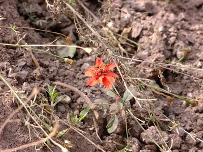 Euphorbia strigosa, photographed by Fredy