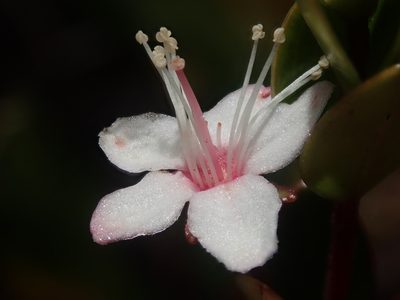 Myrteola nummularia, photographed by Nolan Exe