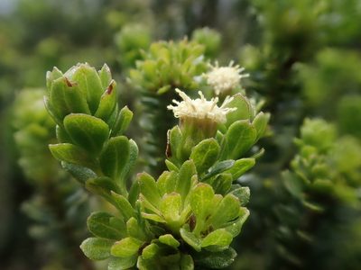 Baccharis patagonica, photographed by Nolan Exe