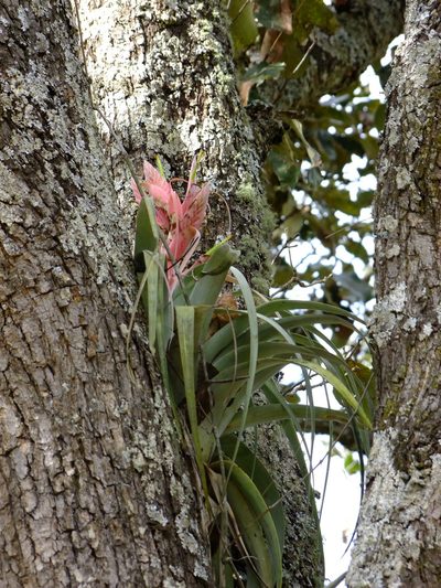 Tillandsia bourgaei, photographed by Fredy