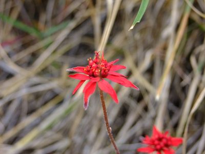 Euphorbia strigosa, photographed by Fredy