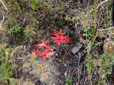 Euphorbia strigosa, photographed by Fredy