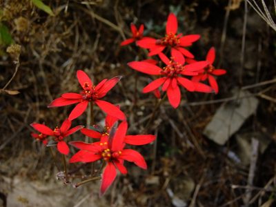 Euphorbia strigosa, photographed by Fredy