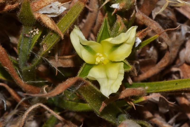 Cartonema philydroides, photographed by T. Hammer