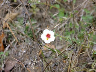 Pavonia oxyphylla, photographed by Fredy