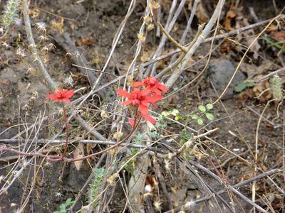 Euphorbia strigosa, photographed by Fredy