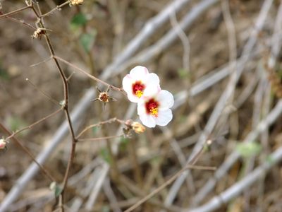 Pavonia oxyphylla, photographed by Fredy