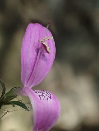 Hypoestes cumingiana, photographed by 葉子