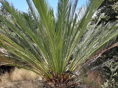 Macrozamia fraseri, photographed by T. Hammer
