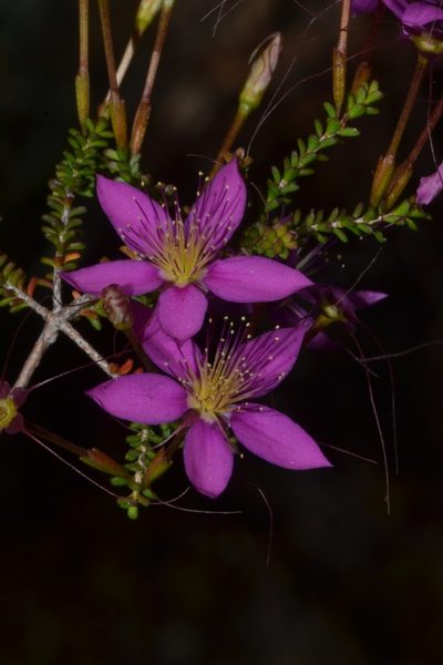 Calytrix fraseri, photographed by T. Hammer