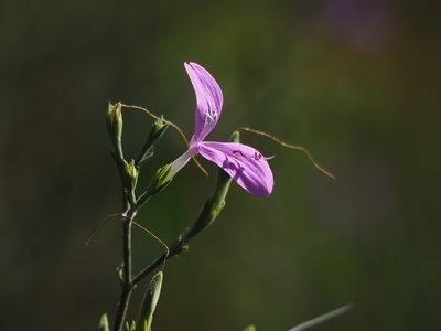 Hypoestes cumingiana, photographed by 葉子