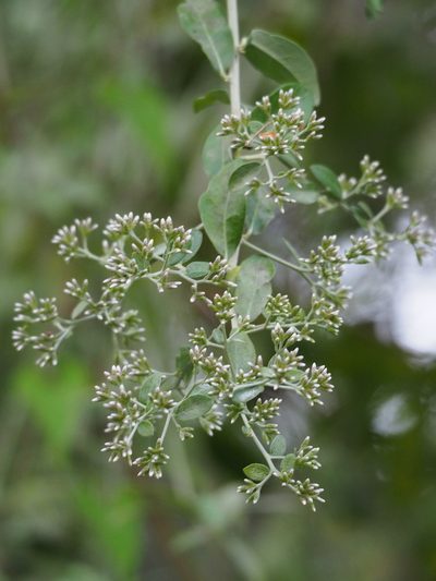 Decaneuropsis gratiosa, photographed by 葉子