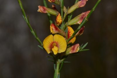 Eutaxia virgata, photographed by T. Hammer