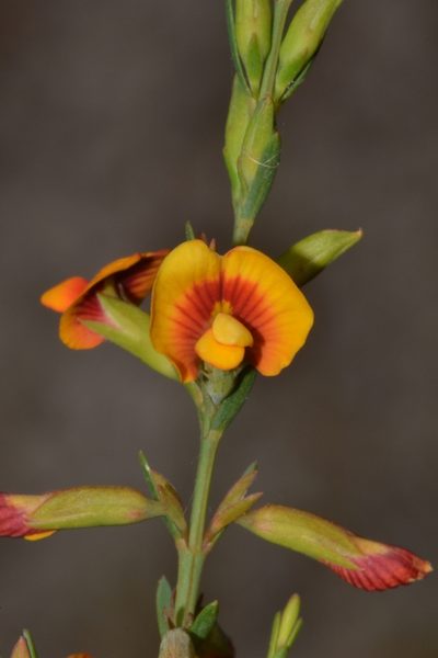 Eutaxia virgata, photographed by T. Hammer