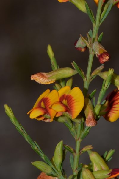 Eutaxia virgata, photographed by T. Hammer