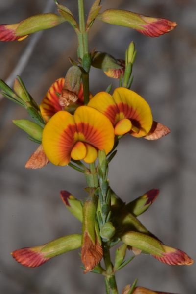 Eutaxia virgata, photographed by T. Hammer