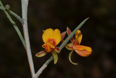 Jacksonia sternbergiana, photographed by T. Hammer