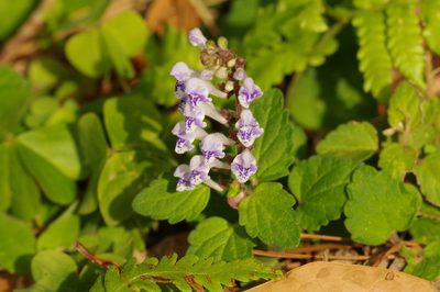 Scutellaria rubropunctata, photographed by Takaaki Hattori