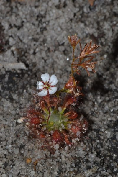 Drosera patens, photographed by T. Hammer