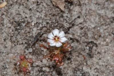 Drosera patens, photographed by T. Hammer